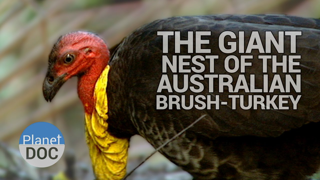Giant flying turkeys once called Australia home