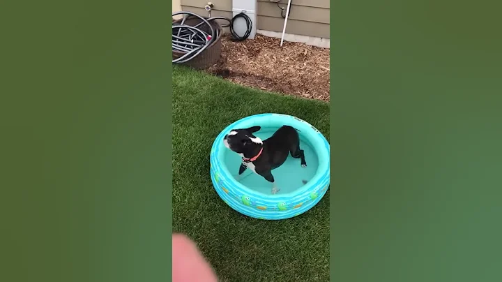 Lucy the Boston Terrier Loves Her Pool