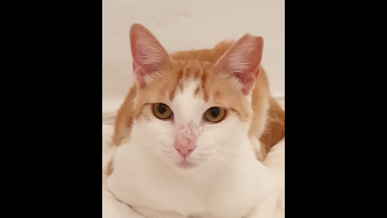 Ginebra (1J) wurde aus Animal Hording gerettet