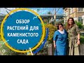 Растения для каменистого сада