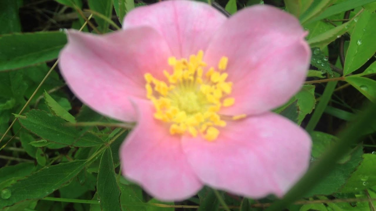 Unidentified Flower With Five Pink Petals And Yellow Center