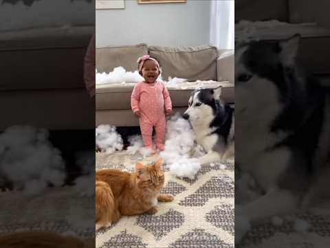 البوبي لبس القطة في عملته Funny Babyanimal Puppy 