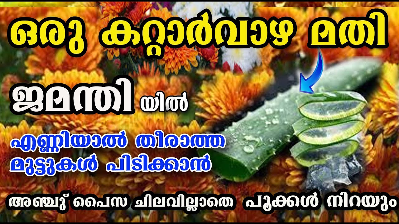 കരിഞ്ഞു ഉണങ്ങിയ ജമന്തി ചെടിയിൽ വരെ മൊട്ടുകളും പൂക്കളും നിറയാൻ /ഒരു തവണ കൊടുക്ക് 💯💯