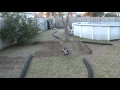 Traxxas rustlers racing in backyard