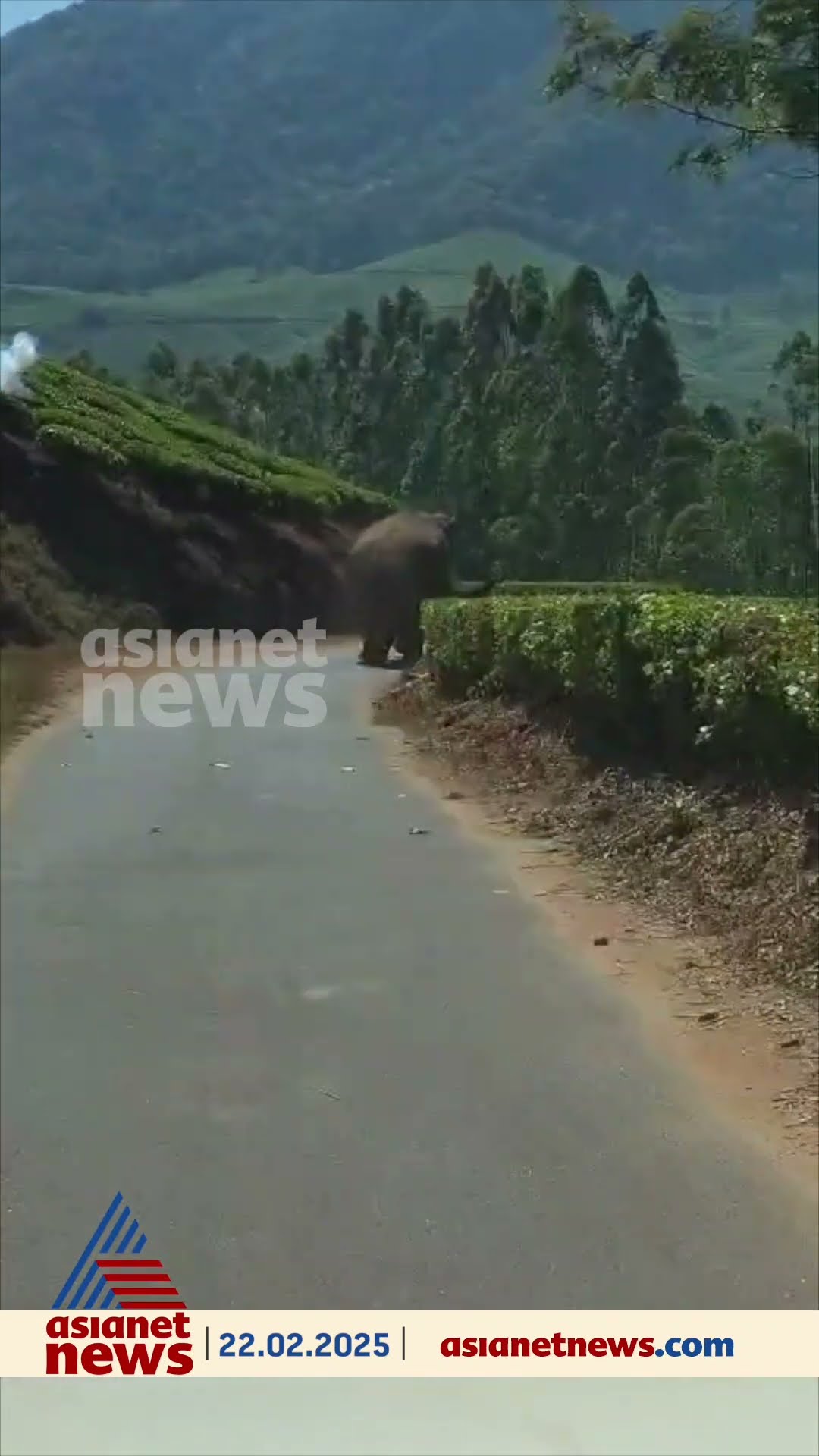 മൂന്നാർ ഗുഡാർവിളയിൽ വളം കയറ്റി വന്ന ലോറി കാട്ടാന പടയപ്പ തടഞ്ഞു