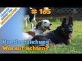 Tgh 165  hundeerziehung  worauf achten wenn man alleine ist  hundeschule stadtfelle