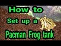 How to Set Up a Pacman Frog