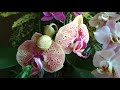 ⁉️Почему я НЕ ПОПОЛНЯЮ🌺 свою коллекцию орхидей(болталочка)🤔(16.10.2021)