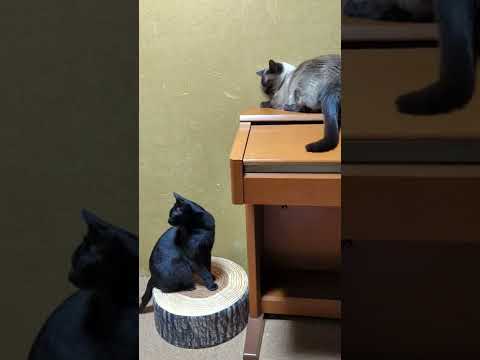 怒ってらっしゃる?猫 - Angry cats? - #Shorts