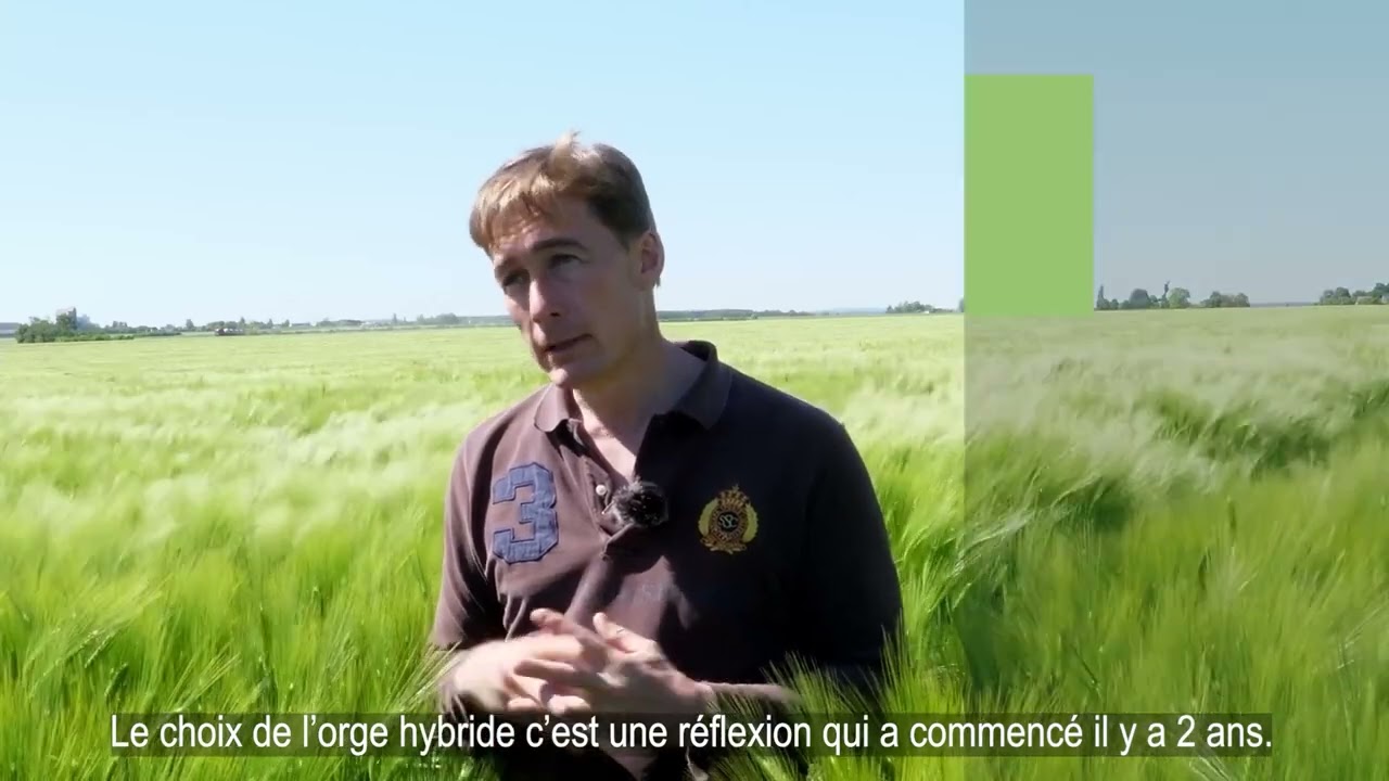 Le choix des orges hybrides pour la méthanisation
