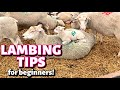 Lambing Tips to help make your first lambing experience AWESOME!: Vlog 294