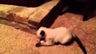 Siamese kitten plays with toy mouse. :)