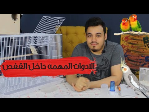 فيديو: كيفية إعداد قفص الطيور المثالي