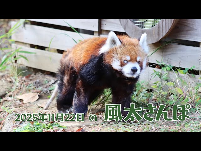 国内最高齢レッサーパンダ】風太さんの散歩風景をただただ見るだけの