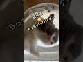 温室育ちな巨大猫🆚ちっちゃいスパイダー🕷️ #cat #ねこ動画 #猫のいる暮らし #ねこ部 #shorts #shortvideo