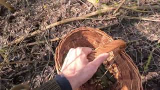 картинка: Тихая охота | В поисках сморчковой шапочки