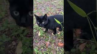 KITTIES ON THE HUNT FOR BELLY RUBS! 🐱🐱 #catsofyoutube #kitcatgirls #cutecats
