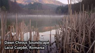 Romanian Lakeside Dawn Chorus Soundscape | Lacul Cuejdel, Gârcina