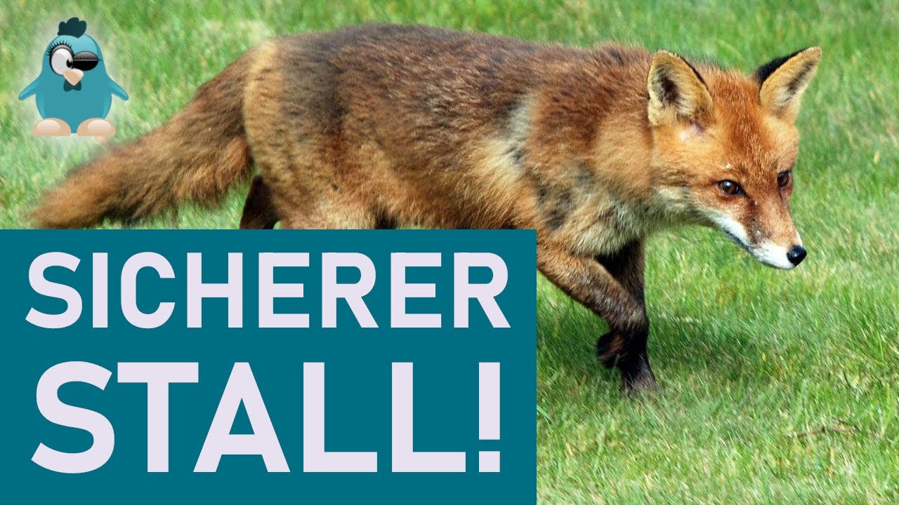 Fuchs Im Huhnerhaus Nie Wieder Raubtiersicherer Huhnerstall So Gehts Youtube