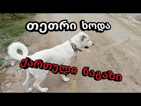 ქართული ნაგაზი / თეთრი ხოდა / Qartuli Nagazi