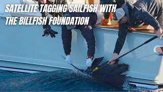 Satellite Tagging Atlantic Sailfish With Sailfish Challenge Champions & The Billfish Foundation