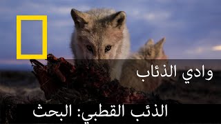 مملكة الذئب القطبي: البحث  | ناشونال جيوغرافيك أبوظبي