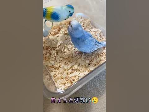 母に甘えたいインコ🥲少し切ない🥲 けど愛されてるよ😉#セキセイインコ #成長記録 #はくとそら #雛 #甘えたい #ふうちゃん #ホルス