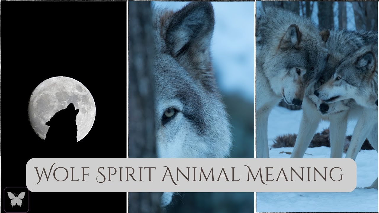Wolf Spirit Animal Symbol & Meaning