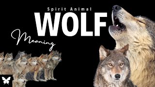 Full Wolf Spirit Animal | Wolf Spirit Guide | Wolf Symbolism | Wolf Totem Update