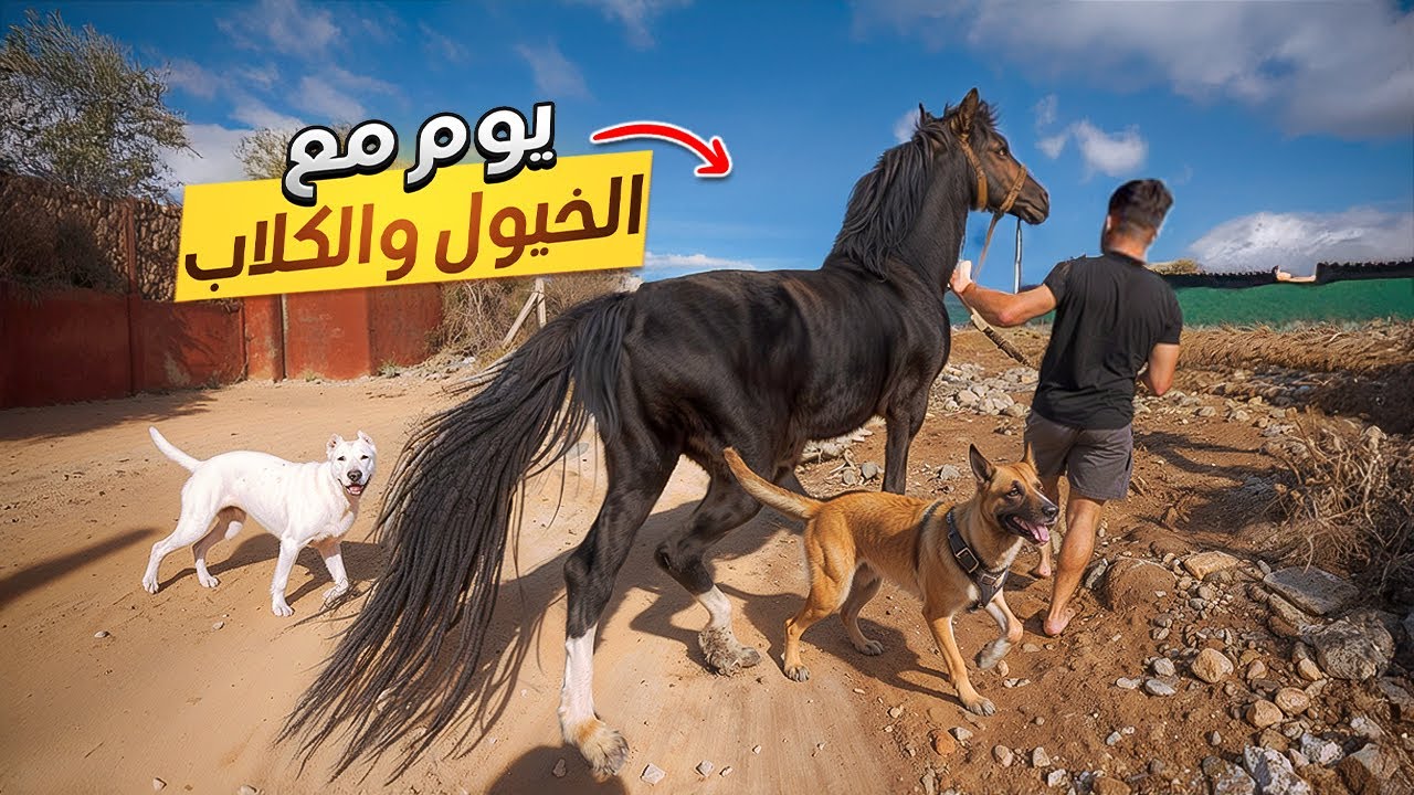 فيديو جديد🌞قضينا يوم كامل في المزرعةمع الكلاب🦮والخيول🐴أجواء رائعة 🤩