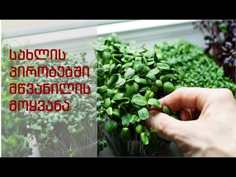 როგორ მოვიყვანოთ მწვანილი სახლის პირობებში / Как выращивать зелень дома