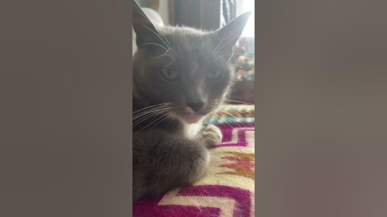 Welcome back good morning funny catlover cats catvideos cat 