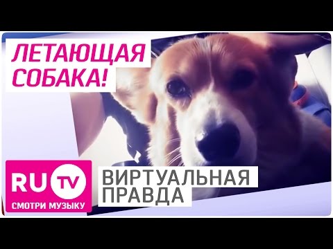 Алексей Воробьёв, Ольга Бузова, Ксения Бородина. Новости Инстаграма. Виртуальная правда #053