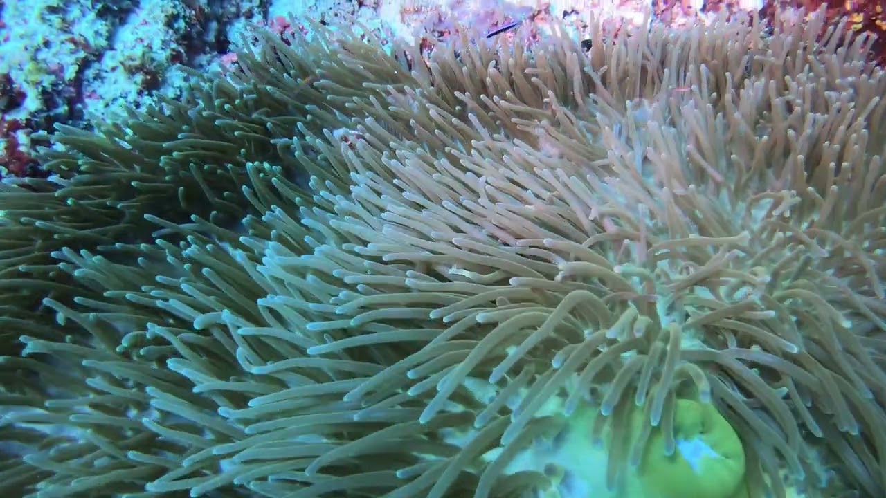 Raja Ampat - Anemone and Pink Clownfish