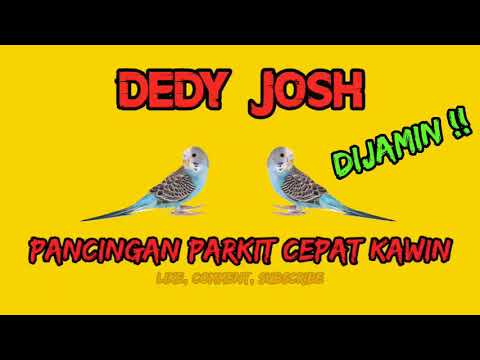SUARA BURUNG PARKIT KAWIN_ PANCINGAN PARKIT CEPAT BIARAHI LANGSUNG KAWIN DAN CEPAT PRODUKSI