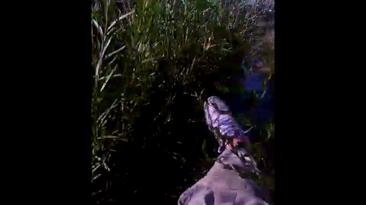 Peter Paul's wild wheelbarrow wheel whistling Walker Canal Court