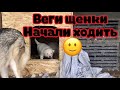 Веги щенки во всю начали ходить. Волчица Арья в вольере по соседству с Кубой.