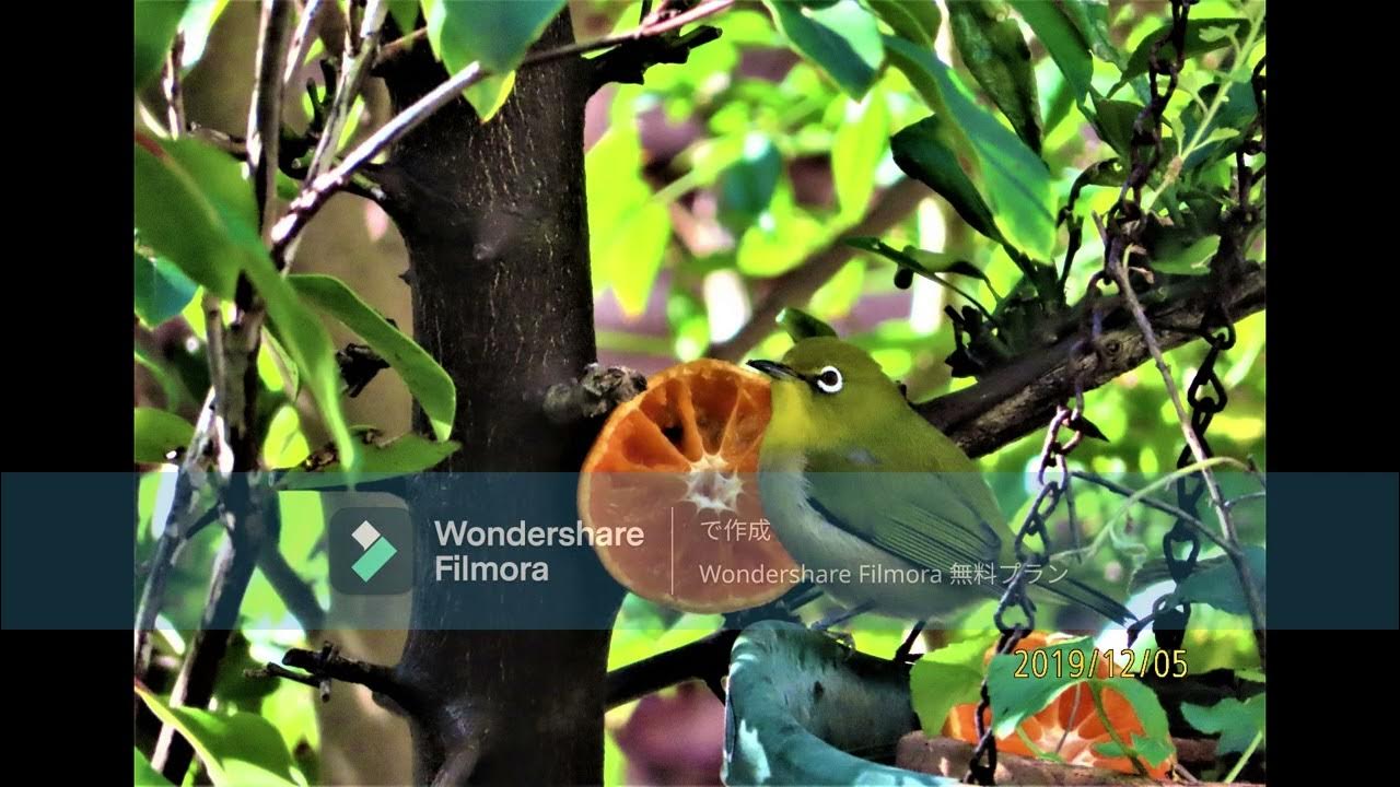 「メジロ・めじろ・目白」 YouTube
