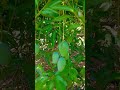 Talala Kesari 🥭🥭 #viral #birds #funnycallringto #viralshort #parrot #viralvideo #farming #sasangir..