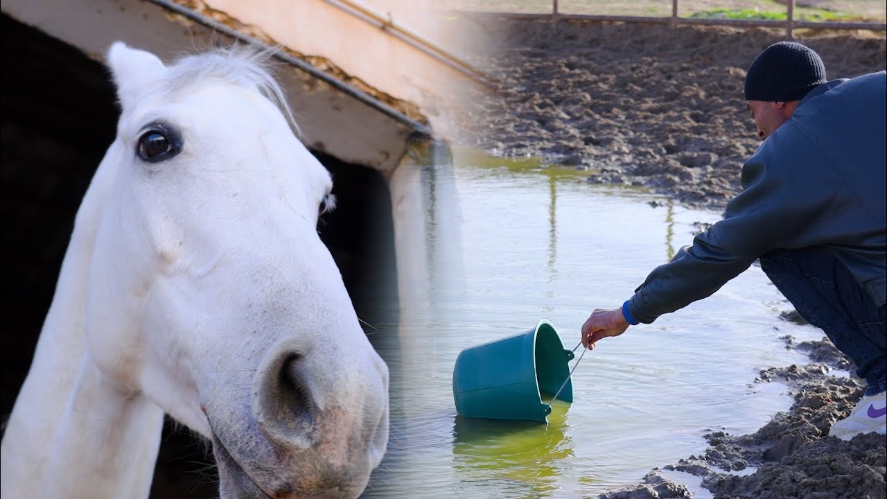 مُلاك الخيول بشركة سباق الخيول يدقّون ناقوس الخطر بعد قطع مؤسسة سونلغاز الكهرباء عن المركز