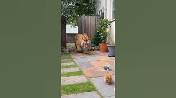 Created with AI：Brave Cat vs Ferocious Tiger 🐯 | Giant Orange Cat Fights to Save Two Kittens#cat