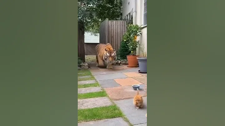 Created with AI：Brave Cat vs Ferocious Tiger 🐯 | Giant Orange Cat Fights to Save Two Kittens#cat