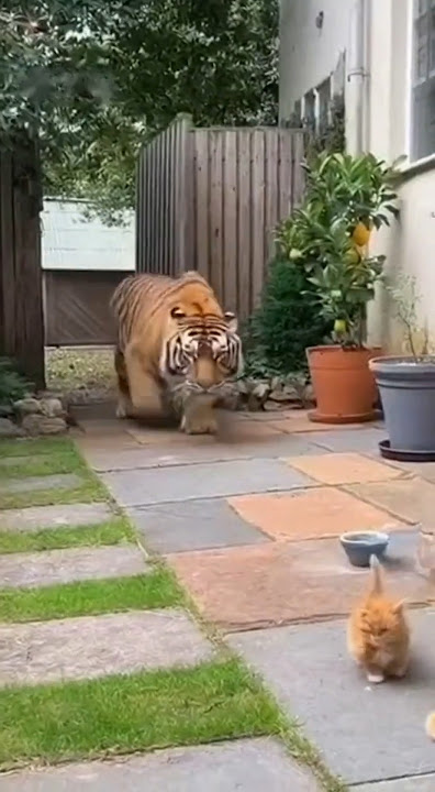 Created with AI：Brave Cat vs Ferocious Tiger 🐯 | Giant Orange Cat Fights to Save Two Kittens#cat