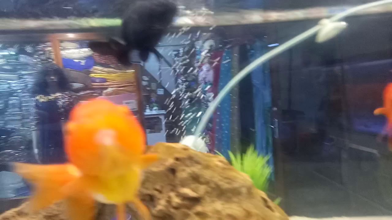 Samundri Aquarium Patna 8252850207 YouTube