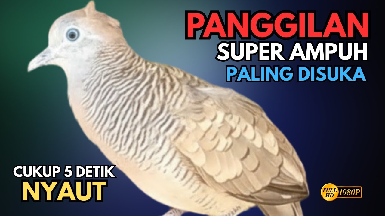 Perkutut Lokal Gacor Suara Super Besar | Pancingan Untuk Semua Burung Perkutut Agar Cepat Bunyi V64