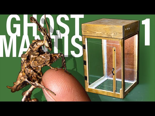 Ghost Mantis Vivarium pt 1 (Custom Insect Terrarium) class=