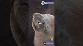 Hibernating Animals Facts