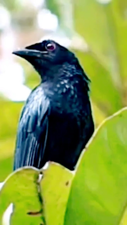 srigunting hitam muda hutan #kicaumania #srigunting #shortvideos #birdlovers
