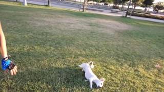 Rus Finosunun Müthiş Şovu