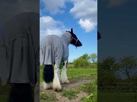 The land he surveys … yum yum #stables #cob